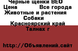 Черные щенки ВЕО › Цена ­ 5 000 - Все города Животные и растения » Собаки   . Красноярский край,Талнах г.